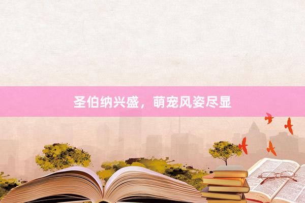 圣伯纳兴盛，萌宠风姿尽显